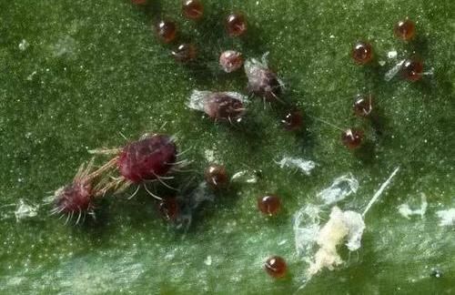  『药剂』养护遇到红蜘蛛，一块蚊香就搞定，虫卵都能杀死，有效又实用