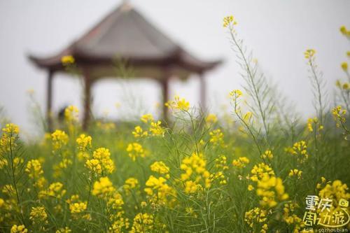 花开成海！再过一周重庆将美翻全国，14处美景玩转这个春天！