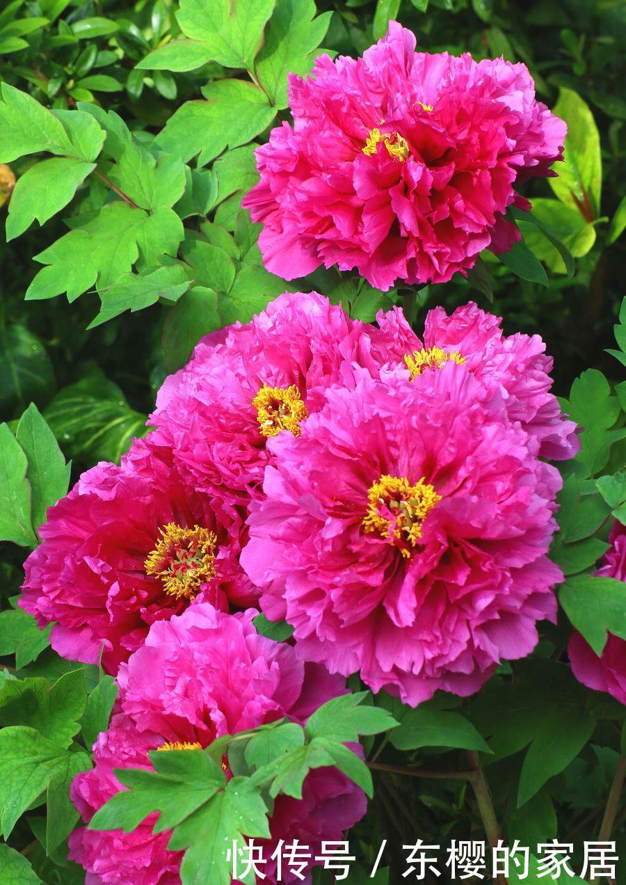  #妩媚#喜欢在家中养护很好，就养3种花卉，花色艳丽，漂亮妩媚，美丽