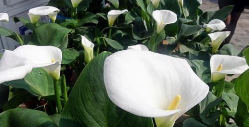  『油绿』春节就养这种花，四季油绿，福气临门，整年好运气！