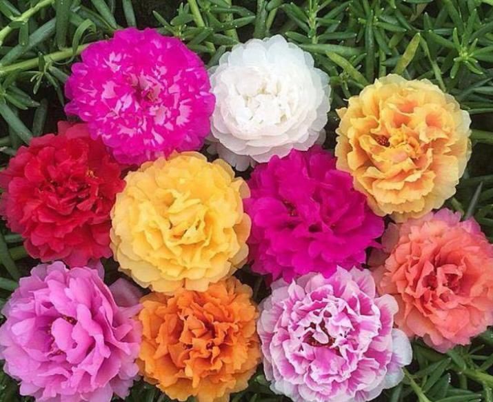 『有花赏』阳台养花,就选4种,好养又漂亮,阳台变花海,天天有花赏!