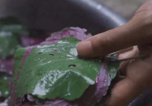生长在野外的这植物，过去农民不重视，如今是药食两用的药材