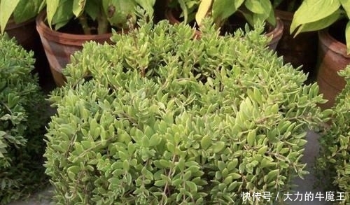 【观赏价值】在河岸,有1种“垂盆草”珍贵、奇特,挖1棵种起来,变值钱!