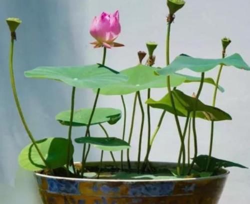  「建议」开春了！建议爱花的人，种这几款花卉，花香四溢蝴蝶飞