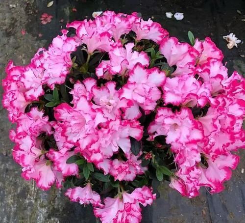  西玛杜鹃■?花界中的颜值佼佼者，花朵巨大，花色新颖，倾国倾城，好养易爆