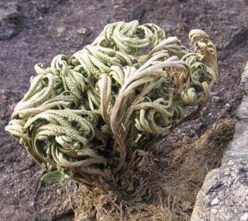  『种植在花盆里』1种不起眼的“植物”，生长在山脚下，被称为“石柏”，看着高贵