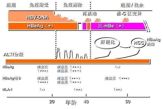  『免疫』客观认识乙肝阴转，监测肝功能，不宜过早改变免疫状态