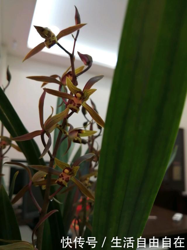 此兰花春节时开花，花期几个月，香气四溢，种植容易，适合新手养