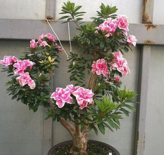  花开满■都说杜鹃花难养，4个养护妙招，不掉一片叶，花开满枝又旺盛