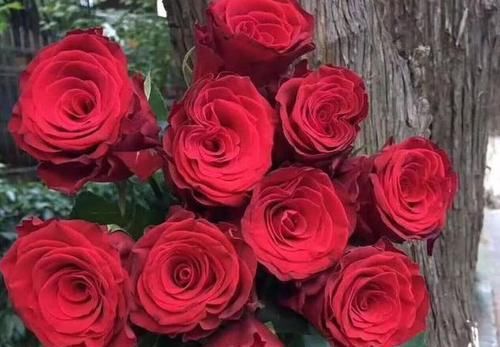  [罗德斯]喜欢菊花，不如养盆“精品玫瑰”罗德斯，花开如丝绒般，热情如火