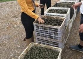  「好主意」种粮食不赚钱怎么办？农村养螺蛳是个好主意，高产螺