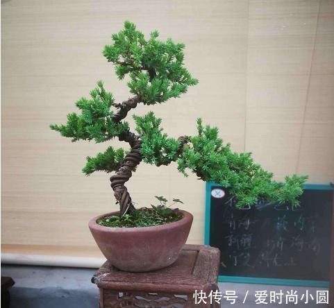 2019盆景大师最新佳作欣赏，树干伏俯而旁逸，姿态灵动，意象生动