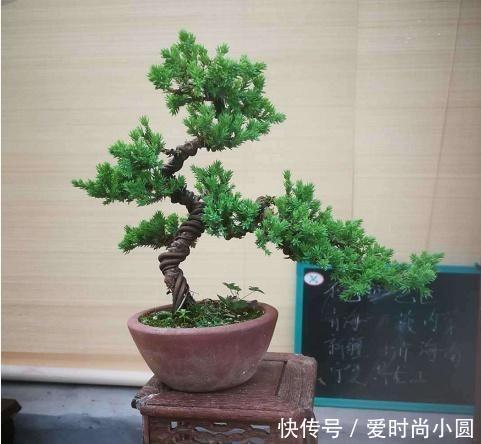 2019盆景大师最新佳作欣赏,树干伏俯而旁逸,姿态灵动,意象生动