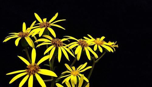 人称@人称“千里光”,过去农民见到就拔掉,孰不知作用大,一斤卖15元