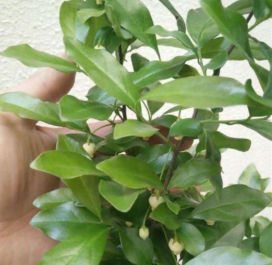  「金弹子开始开花」金弹子进入花期，想提高坐果率，养护工作要重视