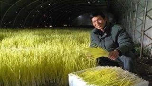  蒜黄@农民种植蒜黄，掌握适宜的生长条件，蒜黄才能长得好