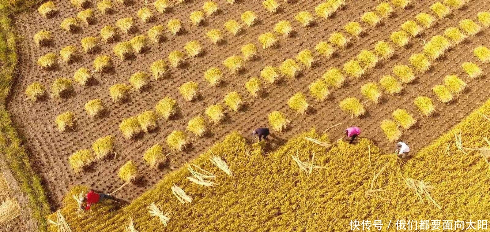 提高对华办理签证难度后,越南大量水果大米滞销堆积,该国却笑了