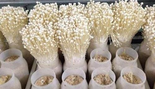  『根部』胡大姐盆栽“金针菇”，切掉根部放盆里，1毛钱不花，吃不完！