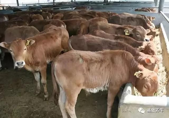 养50头牛——标准化牛舍是这样建设的！