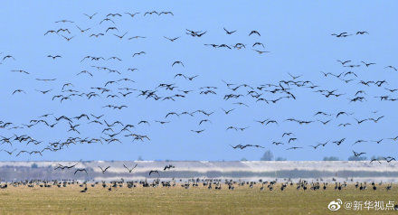 壮观!大批候鸟飞抵鄱阳湖越冬