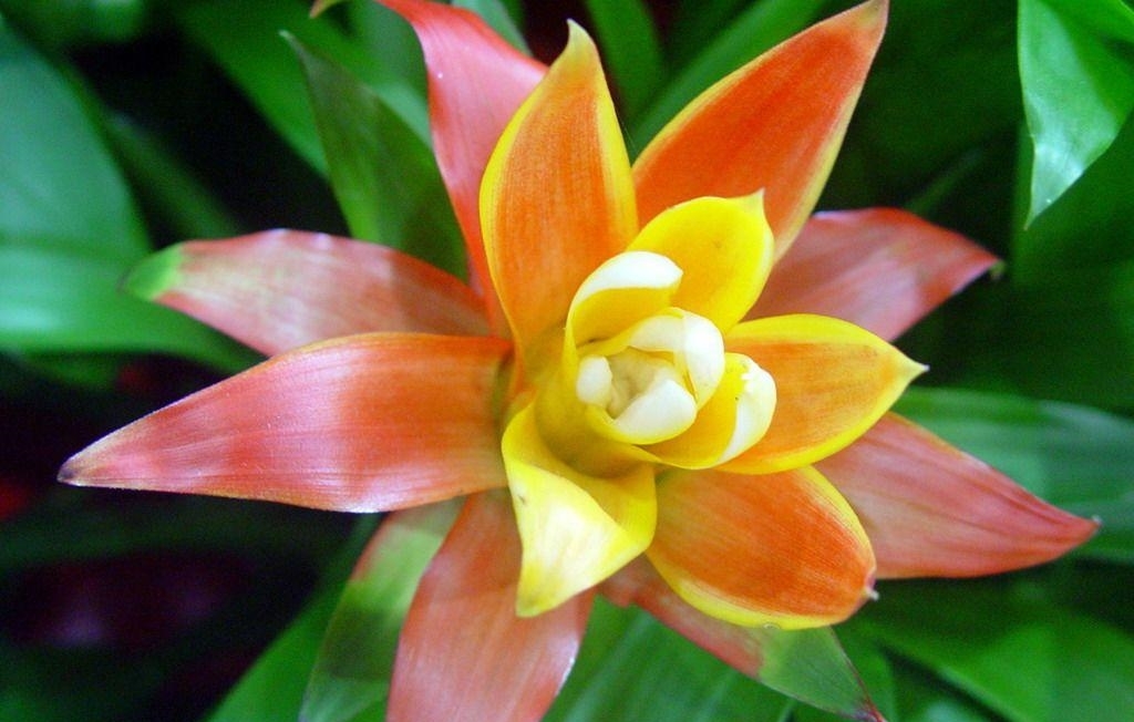  「旺盛」四月份，桃花旺盛，喜从天降，好运不断爱情归来的星座