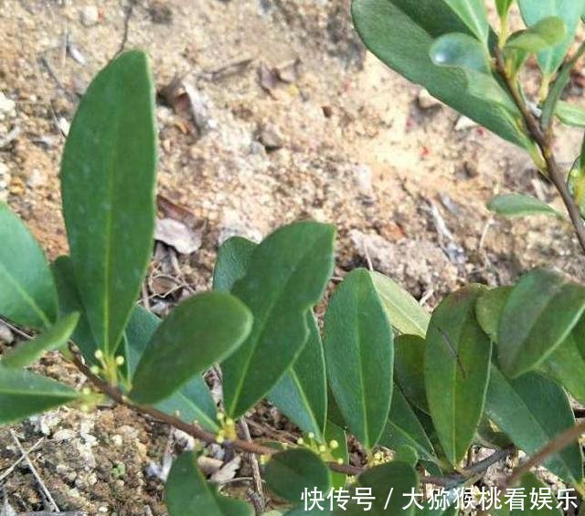  『果子』一种野生植物名叫“入地龙”，果子酸酸甜甜，曾是小时候的零食！