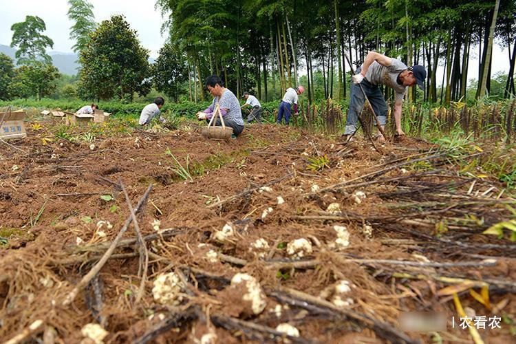  [野地]过去野地里泛滥，现成高价经济作物，有农民靠它发家，25元一斤