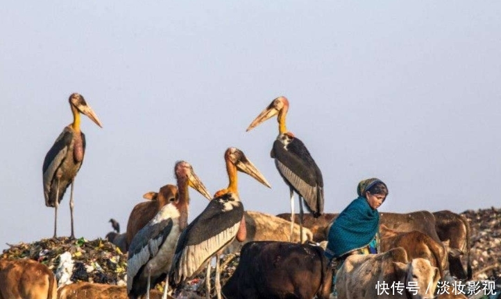 「垃圾场」印度最大的垃圾场,生活着比人还大的巨鸟,贫民宁捡垃圾也不吃