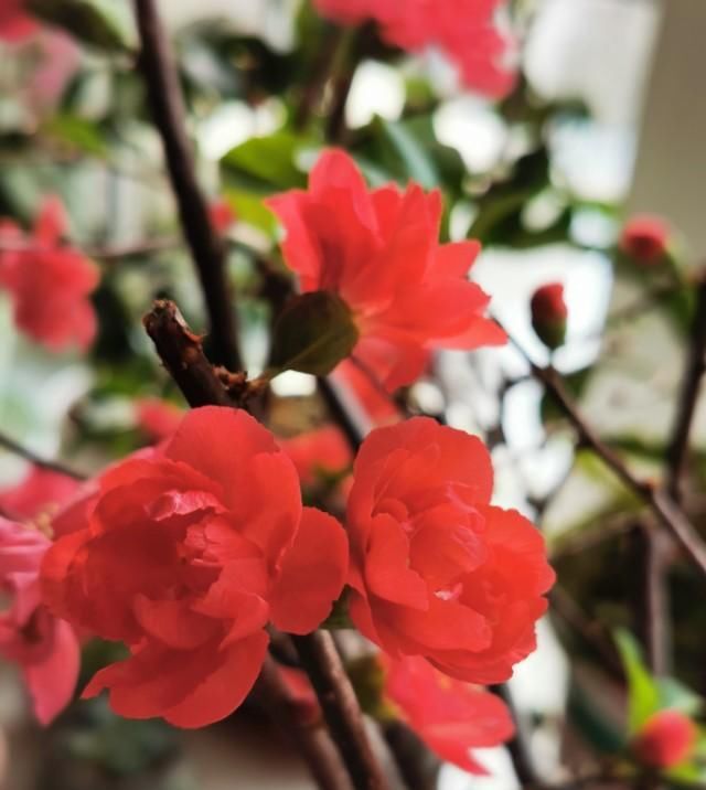  #增辉#与花为伴，岁月增辉