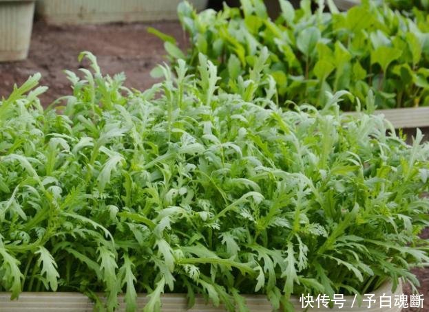 【蔬菜】秋天种4种蔬菜,好看又好吃,0技术要求,一长一大片!