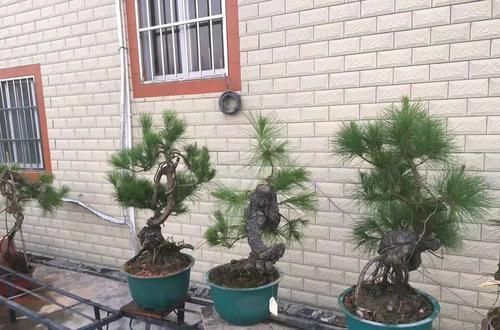 『修剪』喊朋友照顾半年的松树盆景还有救吗?没付工钱的朋友靠不住