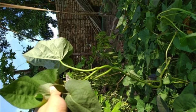  影响：红薯叶摘了之后，对红薯生长有什么影响？摘多摘少，影响大不相同