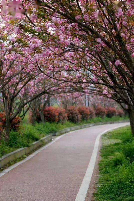  『樱花』赏花季 | 春色满园关不住，十里樱花别样红～约吗？