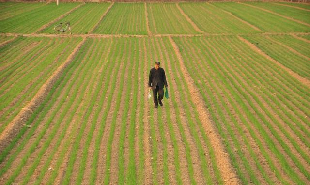 农村5大赚钱都项目，现在开始还不晚，“钱”景无限