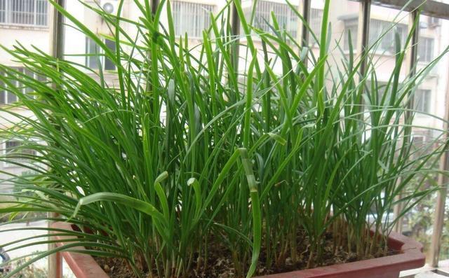 #种子#冬天阳台种什么菜?这“2种”,耐寒好养收获多,吃完一茬又一茬