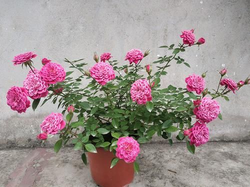  『喜欢』喜欢菊花，推荐养盆“菊中精品”鳞托菊，似鱼儿遨游，淡雅高贵！