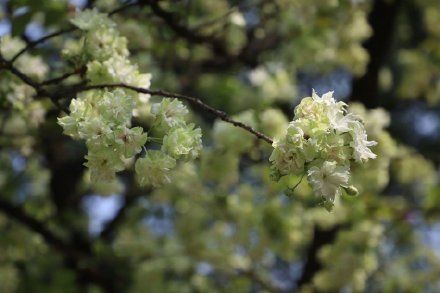  『美爆』美爆了！重庆南山植物园花开满园