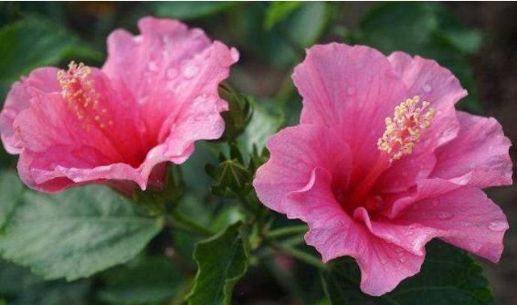 湿润■这5款花卉，立春就“开花机器”，春意盎然，繁花似锦，绚丽多彩