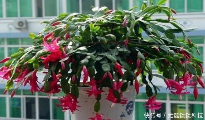 爆满@蟹爪兰有个“小开关”,打开后,开花大又多,轻松爆满盆!