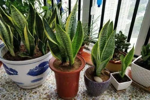  『分盆』春天这4种花最爱“下崽子”，一盆变十盆，赚翻了！