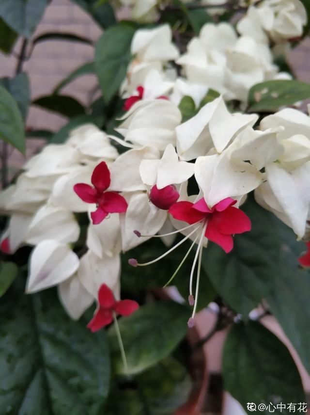 开出漂亮■阳春三月,出门踏青,原来有这么多漂亮花!