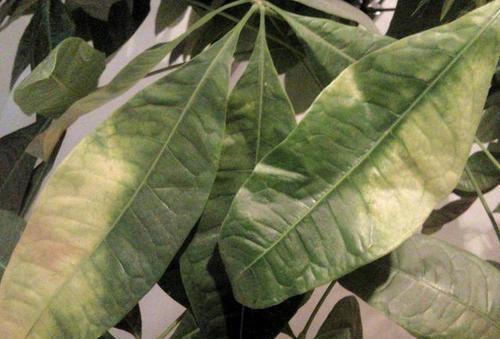  将它：发财树的叶片“掉落”，有3个解决方法，学一下，1年就变旺盛！