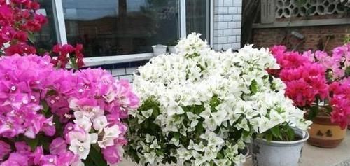  定要注意■扦插三角梅该如何做？按照6个要求操作，生根早、当年就开花