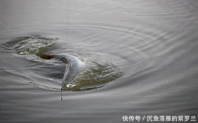  [用饵]野钓鲤鱼，用饵和调漂很关键，掌握这些硬核细节，不怕没渔获