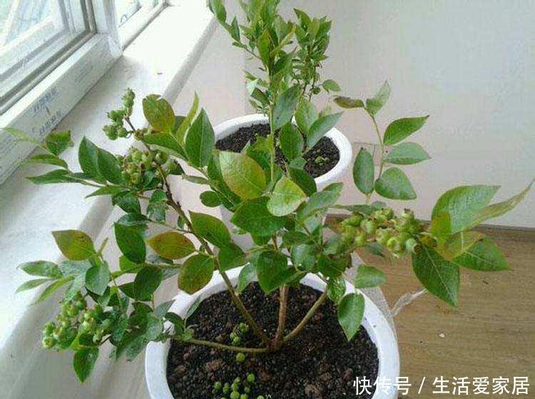  #摘点#摘点槐花吃算什么，真厉害的都开始扦插槐树了，超简单！