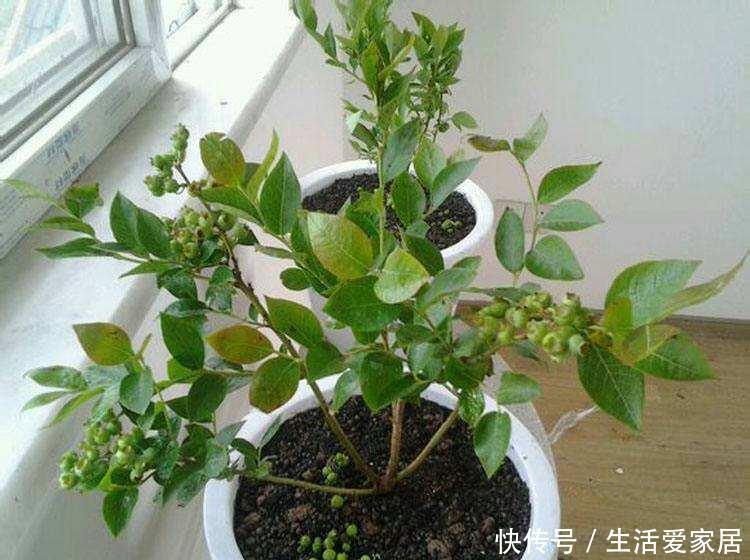 #摘点#摘点槐花吃算什么,真厉害的都开始扦插槐树了,超简单!