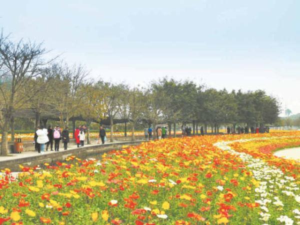 成都：城里城外 尽享“鲜花盛宴”