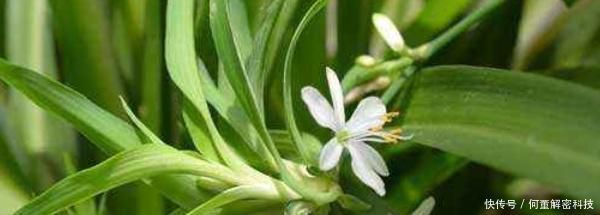 『腐叶土』吊兰用什么土好
