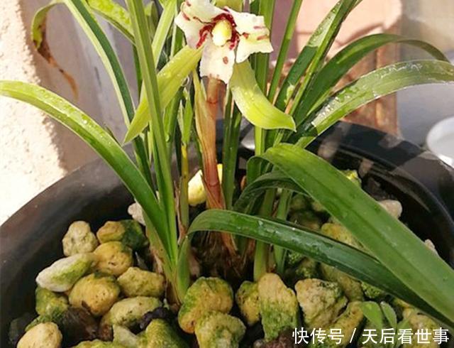【困难】兰花浇水遇困难做好这4个动作,就能避免烂根、黄叶