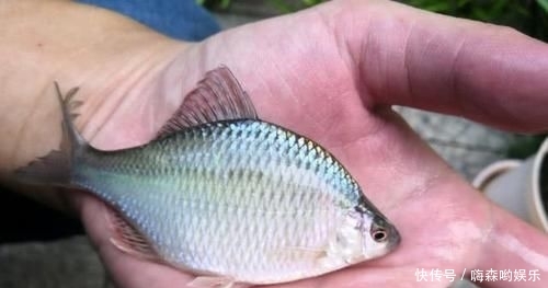  [子线]钓鱼经常缠子线该怎么办？教你3招，完美解决子线缠绕难题